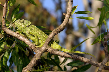 Europäisches Chamäleon (Chamaeleo chamaeleon) klettert in einem Mandelbaum - Murcia, Spanien / Camaleón (Chamaeleo chamaeleon) trepando en un almendro © bennytrapp