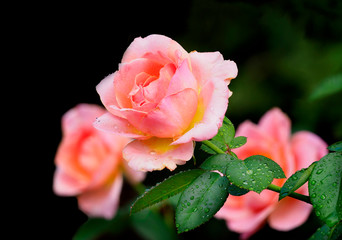 A Focus Stacked Pink Rose in the Foreground with Out of Focus Roses in the background