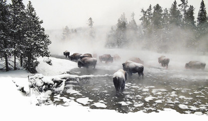 Wintering Bison - A monochromatic image of a small herd of bison foraging for food. Yellowstone Nat Park © James Cottingham