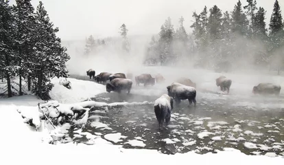 Foto op Canvas Wintering Bison - A monochromatic image of a small herd of bison foraging for food. Yellowstone Nat Park © James Cottingham