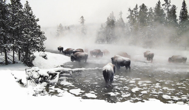 Wintering Bison - A monochromatic image of a small herd of bison foraging for food. Yellowstone Nat Park
