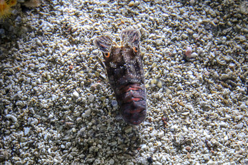 Fische im Riff und ihrer natürlichen Umgebung