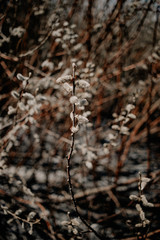 Spring willow seals on branches