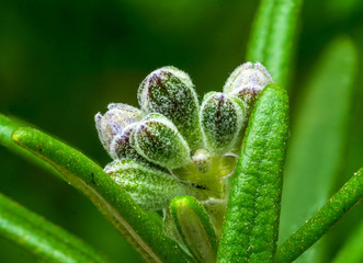 Spring Rosmarin close up view to young shoots 
