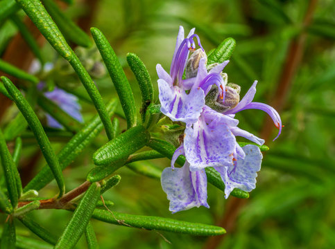 Fototapeta Spring Rosmarin close up view to young shoots 