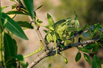 Mediterranean chameleon / Europäisches Chamäleon (Chamaeleo chamaeleon), Murcia, Spain / Spanien © bennytrapp
