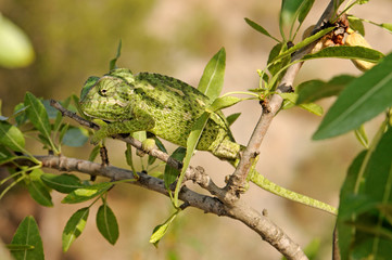 Mediterranean chameleon / Europäisches Chamäleon (Chamaeleo chamaeleon), Murcia, Spain / Spanien © bennytrapp