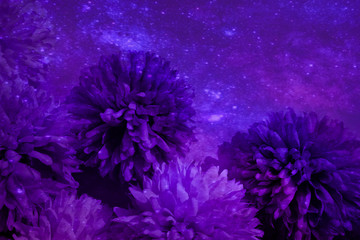 Beautiful abstract color blue and purple flowers on black background and pink graphic pink flower frame and pink leaves texture, purple background, colorful graphics banner