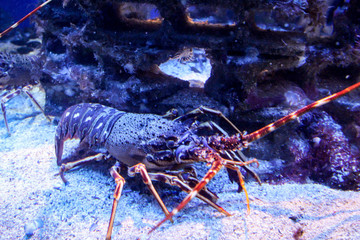 Aufnahme eines Hummers auf dem Meeresgrund.