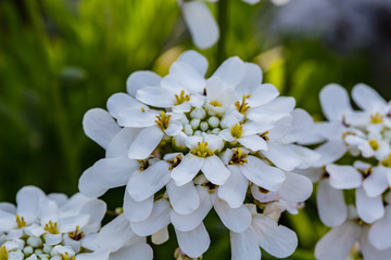 Spring flowers. Spring background. Close up of tender white candytuft iberis on nature background