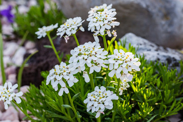 Spring flowers. Spring background. Close up of tender white candytuft iberis on nature background