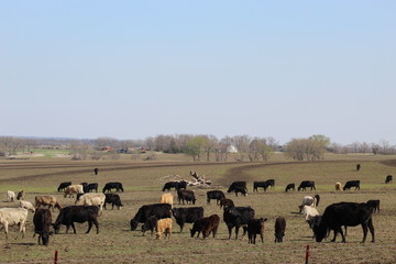 Number of cattle on Kansas ranch waiting for market
