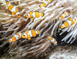 Anemonenfische in ihrer Anemone welche sie pflegen und gesund erhalten