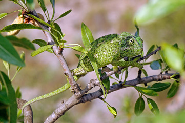 Mediterranean chameleon (Chamaeleo chamaeleon) climbing in an almond tree - Murcia, Spain / Europäisches Chamäleon  klettert in einem Mandelbaum - Murcia, Spanien © bennytrapp