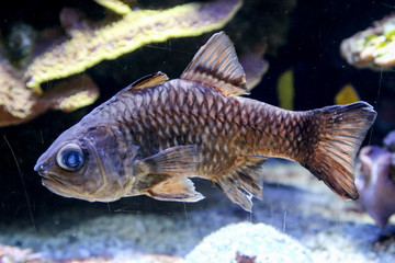 Fische im Riff und ihrer natürlichen Umgebung