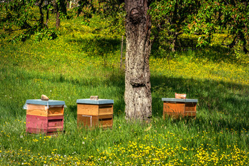 bees fly into a beehive