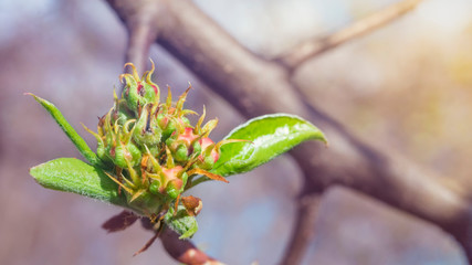 Buds of pear tree. Young green leaves blooming on the tree. Unblown bud of fruit tree in spring. Spring garden. first tree shoots. Early spring. Blossoming bud. Buds shoot close up. springtime