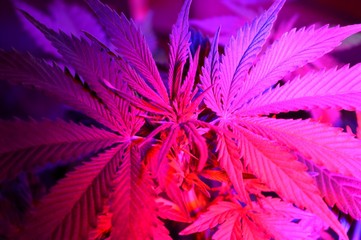 Cannabis plant lit by a light pink LED plant lamp