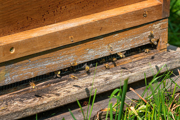 bees fly into a beehive