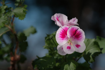 Beautiful white and pink flowers of geraniums or cranesbills plant on dark background. House potted plant on balcony. Moody floral.