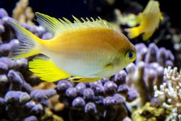 Fische im Riff und ihrer nat&uuml;rlichen Umgebung