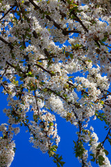 Fototapeta premium Des fleurs au ciel