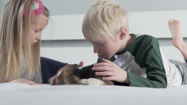 Concept kids and dog at home. Delhi iron puppy beagle in bed in the morning