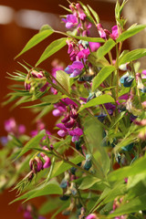 Obraz premium Blume