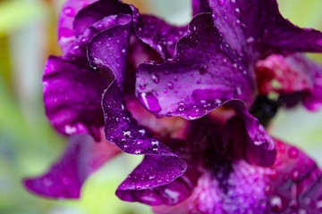 purple iris flower with water drops