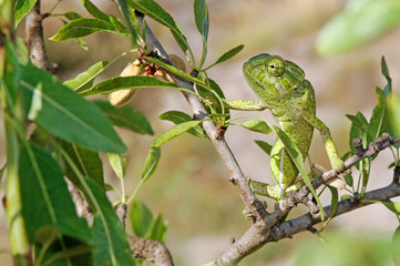 Mediterranean chameleon (Chamaeleo chamaeleon) climbing in an almond tree - Murcia, Spain / Europäisches Chamäleon  klettert in einem Mandelbaum - Murcia, Spanien © bennytrapp