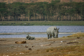 Fototapeta na wymiar Rhino with her baby in Nakuru