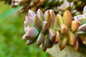 close up of a green plant