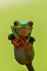 Red eyed tree frog