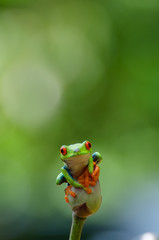 Red eyed tree frog