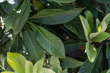 Obraz premium Leaf texture on wall background