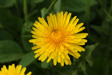 Bright flowers dandelions on background of green spring meadows