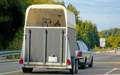Fototapeta na wymiar Car and horse trailer in road in Switzerland reflex