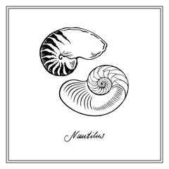 Nautilus Tiger Seashell and half-shell. Black and white square card. Hand-drawn collection of greeting cards. Vector illustration on a white background.