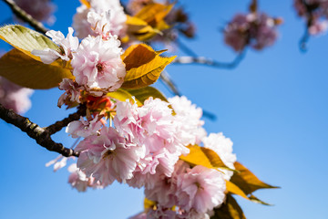 Blooming English Cherry Blossom Tree