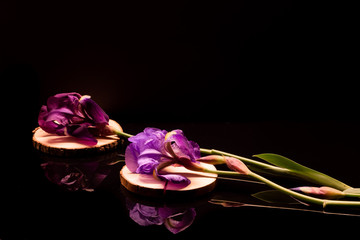 Reflets de fleurs et tiges d'iris violet et mauve sur fond noir.	