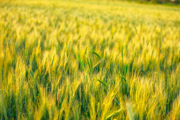 indian agriculture, wheat field india.