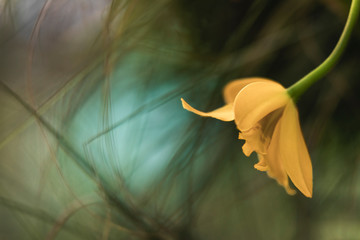 Yellow Orchid flower on beautiful blurred green background.