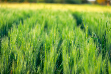 indian agriculture, wheat field india.