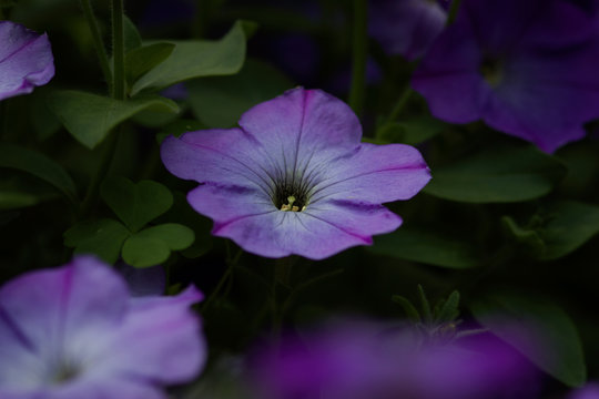 Lila Enzianbl&uuml;te