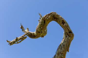 Large branch of driftwood isolated against a blue sky, twisted wood with moss and lichen, abstract,...