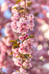 Japanische Kirschblüte im Frühling