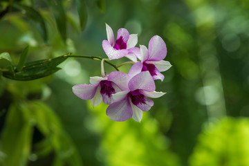 Obraz na płótnie Canvas colorful Orchid flower.