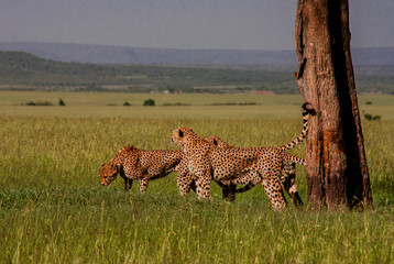 Chetah in Masai Mara