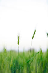 indian agriculture, wheat field india.