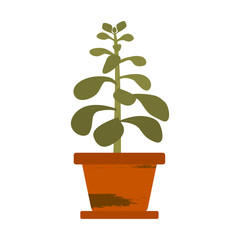 Green plant crassula in a pot. Houseplant for interior decor of home or office, for creating comfort. Isolated object. Vector illustration on a white background in the cartoon style.